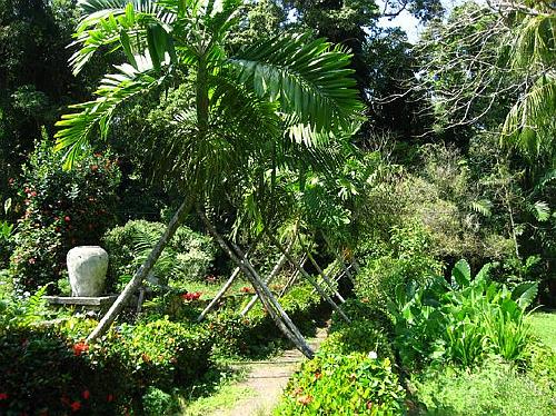 Palm Tree Walkway